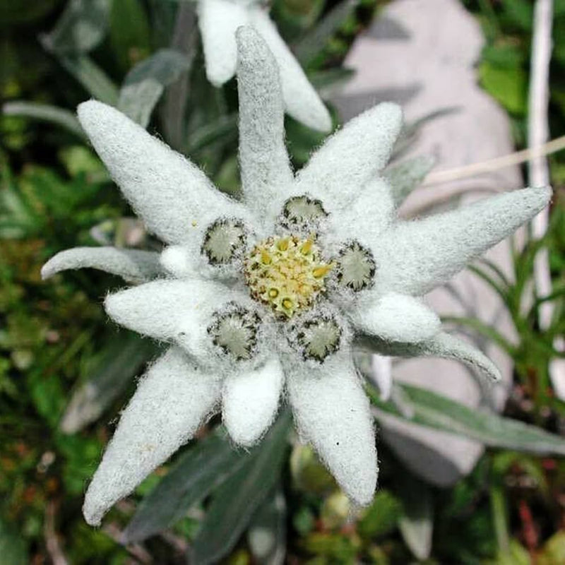 Weiß edelweiss blume samen for anpflanzung shade tolerant heirloom & gmo free samen for home garten
sale samen for home garten anpflanzung