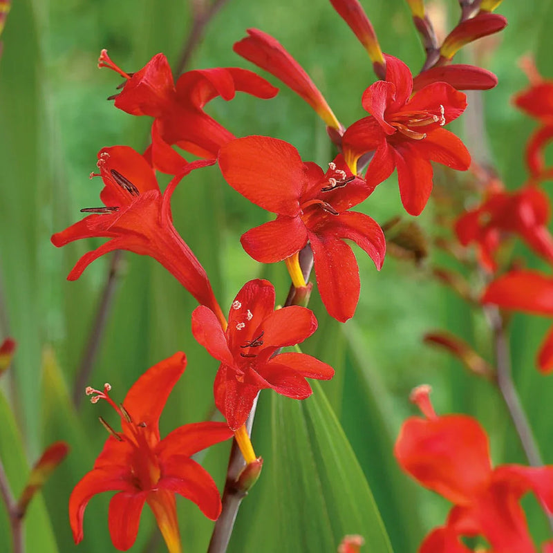 Rot crocosmia lucifer blume samen for anpflanzung drought tolerant heirloom & gmo free samen for home garten
sale samen for home garten anpflanzung