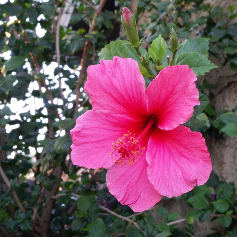 Rosa hibiscus blume samen for anpflanzung - premium quality, heirloom & gmo free samen for home garten
sale samen for home garten