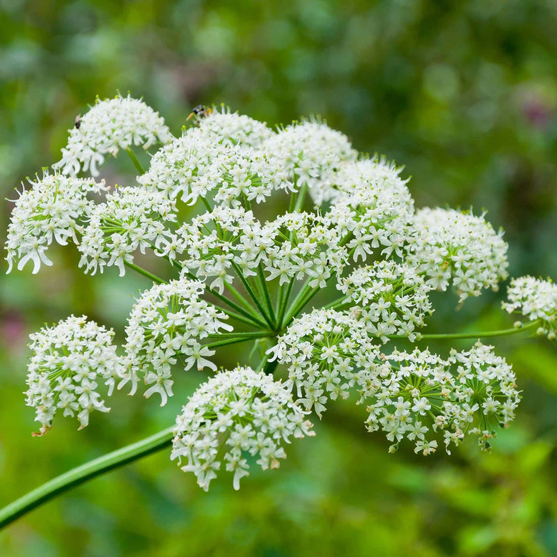 Weiß anne's blume samen for anpflanzung wildflower mix heirloom & gmo free samen for home garten
sale samen for home garten anpflanzung