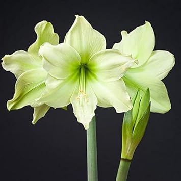 Pale grün amaryllis blume samen for anpflanzung pollinator friendly heirloom & gmo free samen for home garten
sale for anpflanzung in home garten