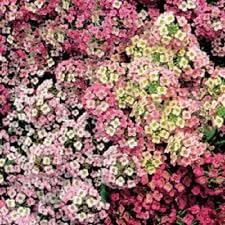 Heirloom sweet alyssum blume samen for anpflanzung garten favorite heirloom & gmo free samen for home garten
sale for anpflanzung in home garten