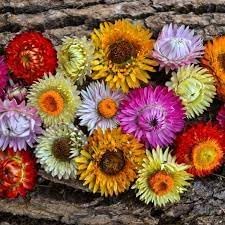 Heirloom strawflower samen for anpflanzung sun loving heirloom & gmo free samen for home garten
sale for anpflanzung in home garten