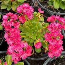 Heirloom lewisia blume samen for anpflanzung drought tolerant heirloom & gmo free samen for home garten
sale for anpflanzung in home garten