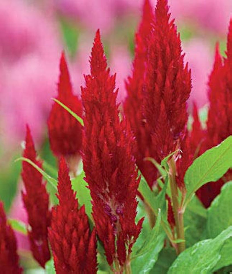 Scarlet blume ipomoea hederifolia for anpflanzung in blume bed