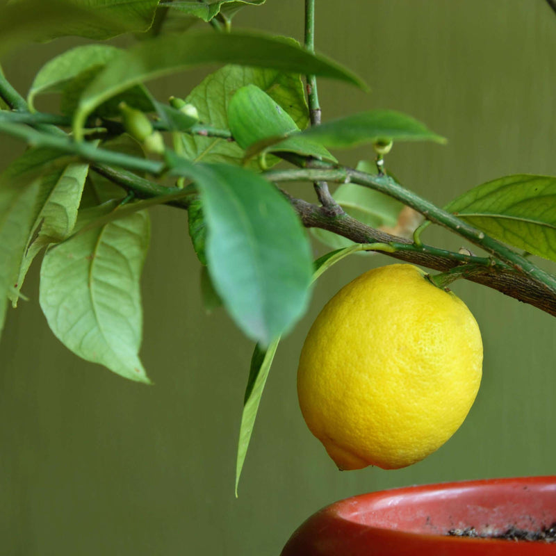 Graines de citron pour une plantation facile