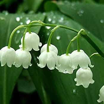 Orchidée Bell graines de fleurs à semer – tolère la mi-ombre – variété traditionnelle et sans OGM, graines pour jardin familial