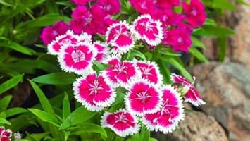 Rosa weiß dianthus blume samen for anpflanzung - hardy variety, heirloom & gmo free samen for home garten
sale for anpflanzung in home garten.