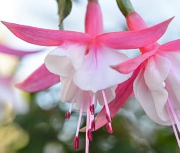Weiß rosa fuchsia blume samen blume samen for anpflanzung bright blooms heirloom & gmo free samen for home garten
sale for anpflanzung in home garten