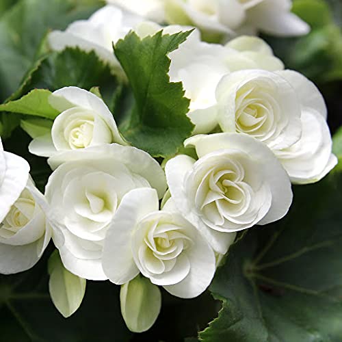 Graines de fleurs de bégonia blanc pour semis – mélange de fleurs sauvages – variété traditionnelle et sans OGM, graines pour jardin familial