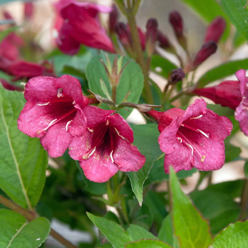 Weigela-florida-Strauchsamen, altmodische blühende Strauchsorte