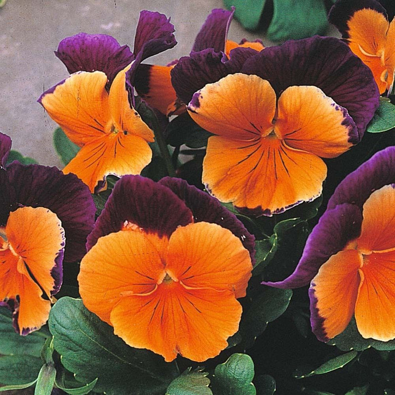 Orange violet pansy blume samen for anpflanzung - compact growth, heirloom & gmo free samen for home garten
sale samen for anpflanzung in home garten