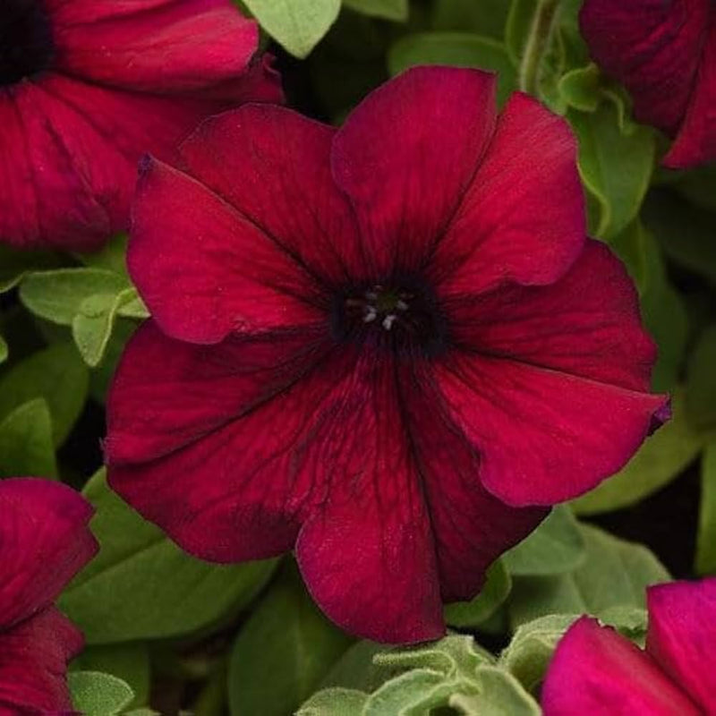 Logro floribunda burgundy petunia blume samen for bold colors