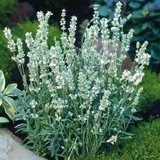 Weiß lavender ellagance blume samen for anpflanzung - premium quality, heirloom & gmo free samen for home garten
sale samen for home garten