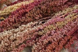 Heirloom quinoa blume samen for anpflanzung cottage garten essential heirloom & gmo free samen for home garten
sale for anpflanzung in home garten
