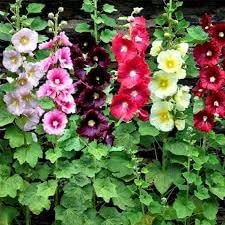 Heirloom mallow blume samen for anpflanzung cottage garten essential heirloom & gmo free samen for home garten
sale for anpflanzung in home garten