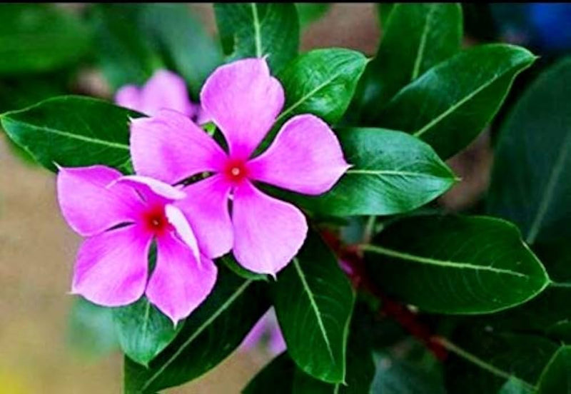 Semillas de flores de bígaro rosa, especie Cypress o rastrera, para sembrar – de alta calidad – variedad tradicional y sin ingeniería genética, semillas para el jardín doméstico