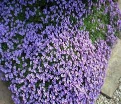Aubrieta cascade blume samen for anpflanzung - seasonal bloomer, heirloom & gmo free samen for home garten
sale samen for home garten