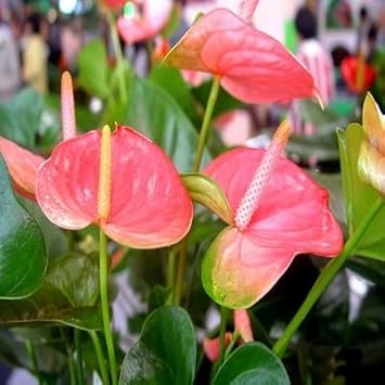 Rosa anthurium samen blume samen for anpflanzung - drought tolerant, heirloom & gmo free samen for home garten
sale for anpflanzung in home garten.