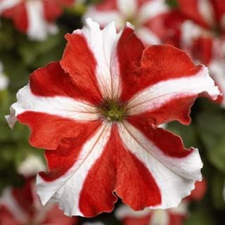 Weiß & rot petunia blume samen for anpflanzung - easy to grow, heirloom & gmo free samen for home garten
sale for anpflanzung in home garten