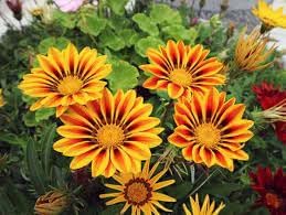 Giant gazania blume samen for anpflanzung - colorful display, heirloom & gmo free samen for home garten
sale samen for home garten