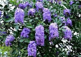 Heirloom sophora secundiflora blume samen for anpflanzung compact growth heirloom & gmo free samen for home garten
sale for anpflanzung in home garten