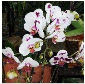 Weiß lila phalaenopsis orchid blume samen for anpflanzung - bright blooms, heirloom & gmo free samen for home garten
sale for anpflanzung in home garten