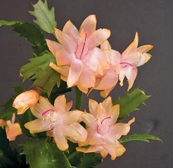 Zygocactus peach blume samen for anpflanzung - low maintenance, heirloom & gmo free samen for home garten
sale for anpflanzung in home garten.