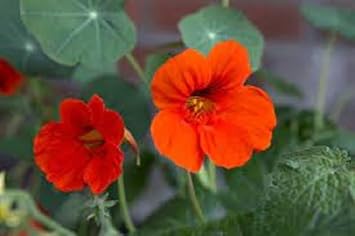 Tropaeolum majus nasturtium blume samen for anpflanzung bright blooms heirloom & gmo free samen for home garten
sale for anpflanzung in home garten