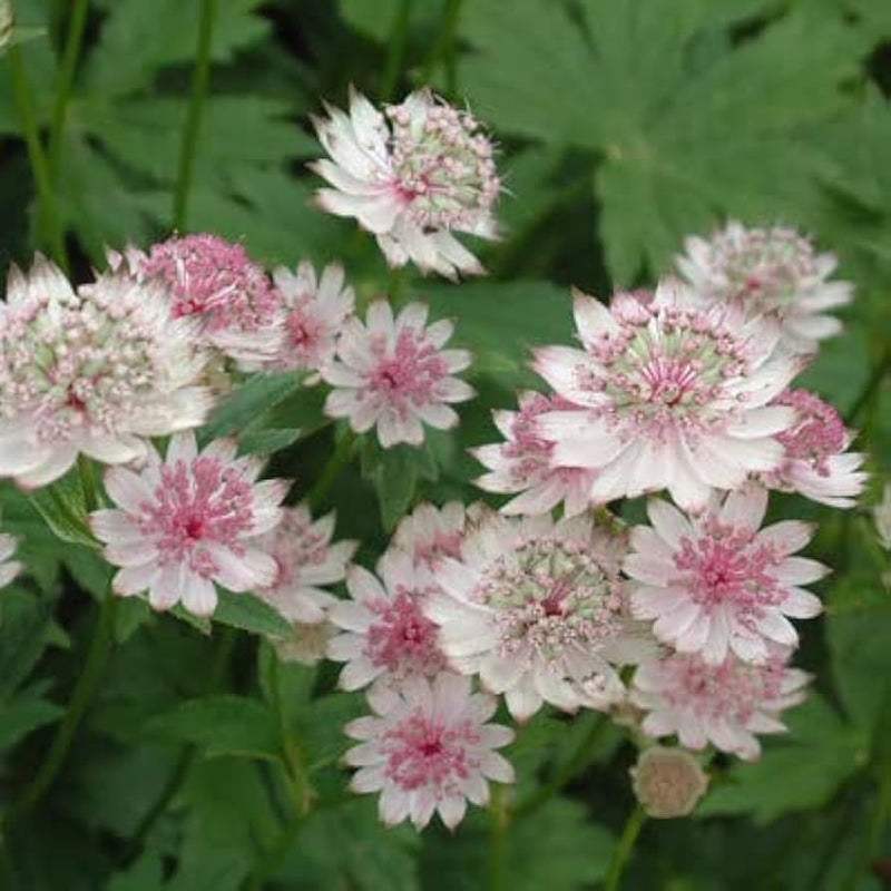 Weiß rosa astrantia blume samen for anpflanzung - cut blume favorite, heirloom & gmo free samen for home garten
sale for anpflanzung in home garten.