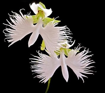 Heirloom radiata blume samen for anpflanzung premium quality heirloom & gmo free samen for home garten
sale for anpflanzung in home garten