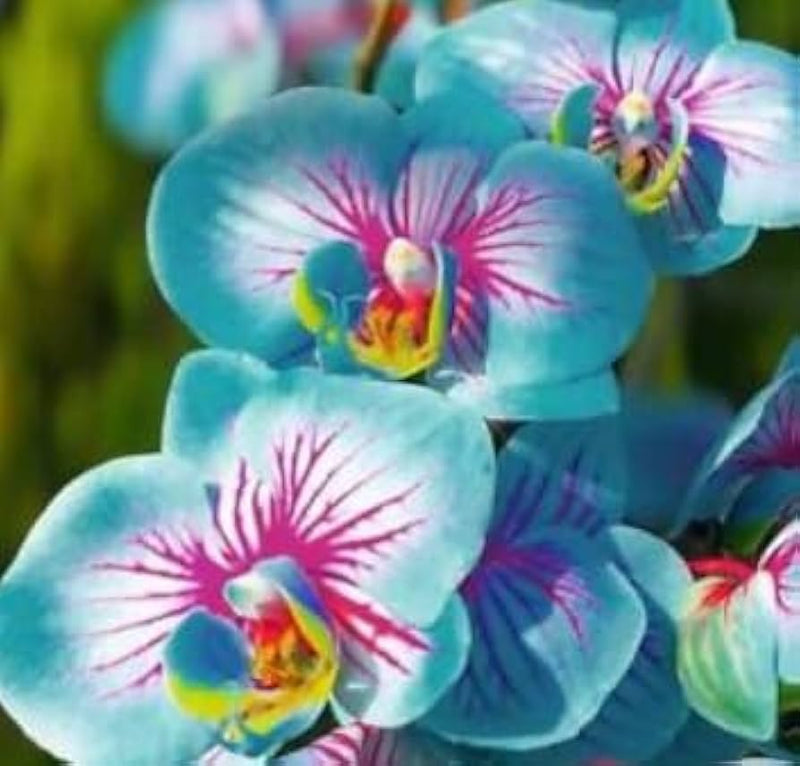 Orchidée rose et bleue, graines de fleurs à semer, floraison éclatante, variété traditionnelle sans OGM, graines