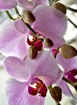 Weiß violet phalaenopsis orchid blume samen for anpflanzung - drought tolerant, heirloom & gmo free samen for home garten
sale samen for home garten