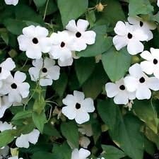 Weiß thunbergia blume samen for anpflanzung - bright blooms, heirloom & gmo free samen for home garten
sale samen for anpflanzung in home garten