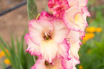 Weiß rosa perennial gladiolus blume samen for anpflanzung - low maintenance, heirloom & gmo free samen for home garten
sale for anpflanzung in home garten.