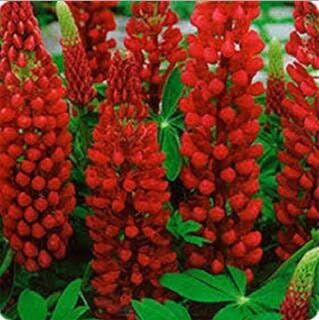 Rot lupin blume samen for anpflanzung - hardy variety, heirloom & gmo free samen for home garten
sale for anpflanzung in home garten