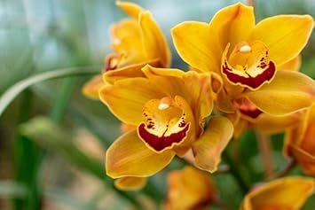 Heirloom cymbidium blume samen for anpflanzung drought tolerant heirloom & gmo free samen for home garten
sale for anpflanzung in home garten