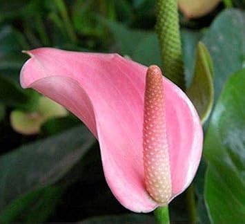 Pale rosa anthurium andraeanu blume samen for anpflanzung, heirloom non-gmo organic garten samen
sale samen for home garten
