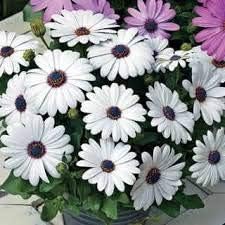 Weiß osteospermum blume samen for anpflanzung - bright blooms, heirloom & gmo free samen for home garten
sale for anpflanzung in home garten.