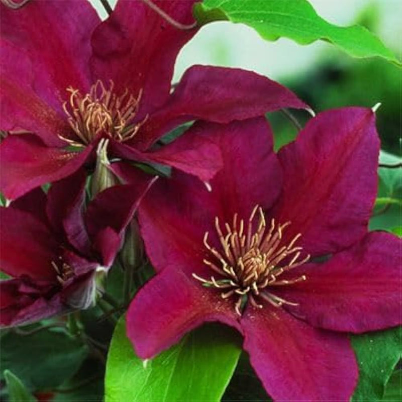Graines de fleurs de clématite roses et jaunes à semer – indispensables au jardin de campagne – variété traditionnelle et sans OGM, graines pour jardin familial