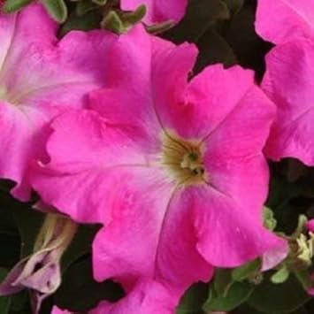 Rosa fuchsia petunia blume samen for anpflanzung - hardy variety, heirloom & gmo free samen for home garten
sale for anpflanzung in home garten.