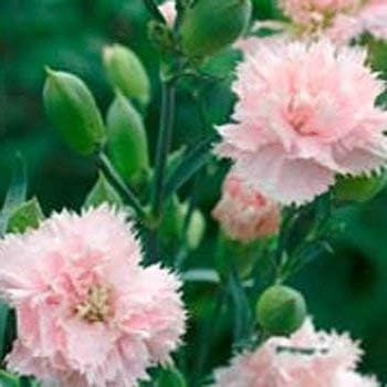 Rosa caryophyllus blume samen for anpflanzung - drought tolerant, heirloom & gmo free samen for home garten
sale samen for home garten