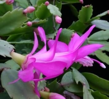 Zygocactus lila blume samen for anpflanzung - shade tolerant, heirloom & gmo free samen for home garten
sale for anpflanzung in home garten.