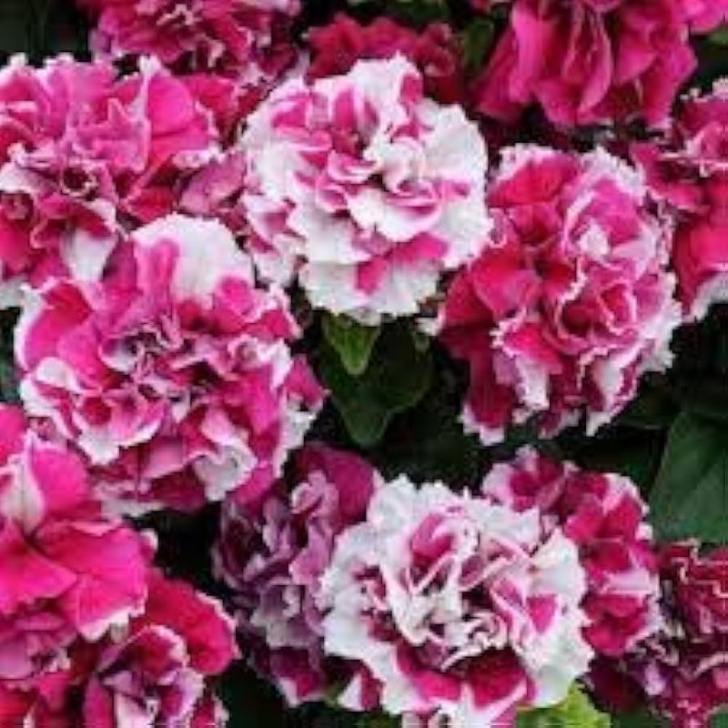 Petunia double madness rot weiß for anpflanzung in blume bed
