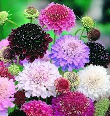 Heirloom scabiosa blume samen for anpflanzung bright blooms heirloom & gmo free samen for home garten
sale for anpflanzung in home garten