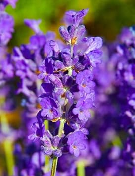 Violet lavender blume samen for anpflanzung - bright blooms, heirloom & gmo free samen for home garten
sale for anpflanzung in home garten.
