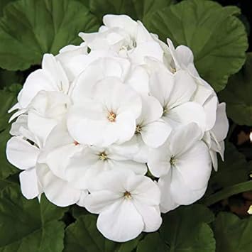 Weiß geranium pelargonium blume samen for anpflanzung - drought tolerant, heirloom & gmo free samen for home garten
sale for anpflanzung in home garten