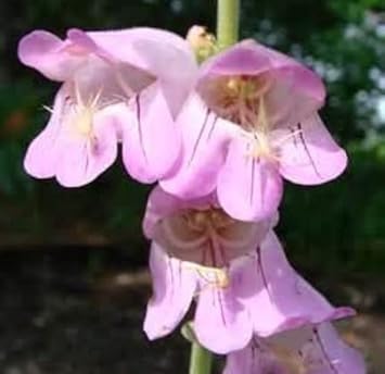 Rosa palmer's penstemon blume samen for anpflanzung - garten favorite, heirloom & gmo free samen for home garten
sale for anpflanzung in home garten