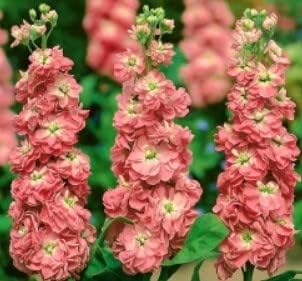 Peach matthiola incana blume samen for anpflanzung - low maintenance, heirloom & gmo free samen for home garten
sale for anpflanzung in home garten.