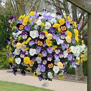 Bedding blume samen for anpflanzung - low maintenance, heirloom & gmo free samen for home garten
sale for anpflanzung in home garten.